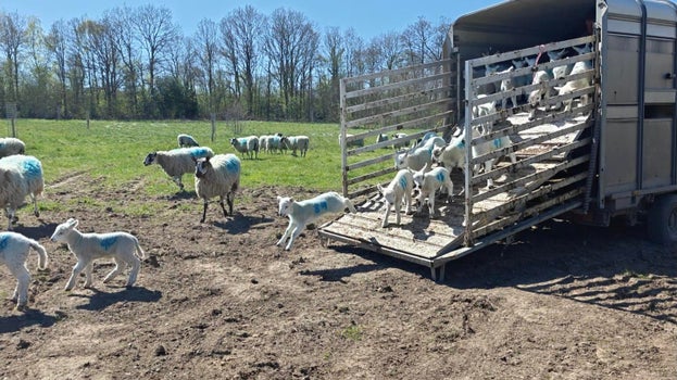 Image of white lambs being released into a field from a trailer on a sunny day